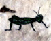 Grasshopper Infestations